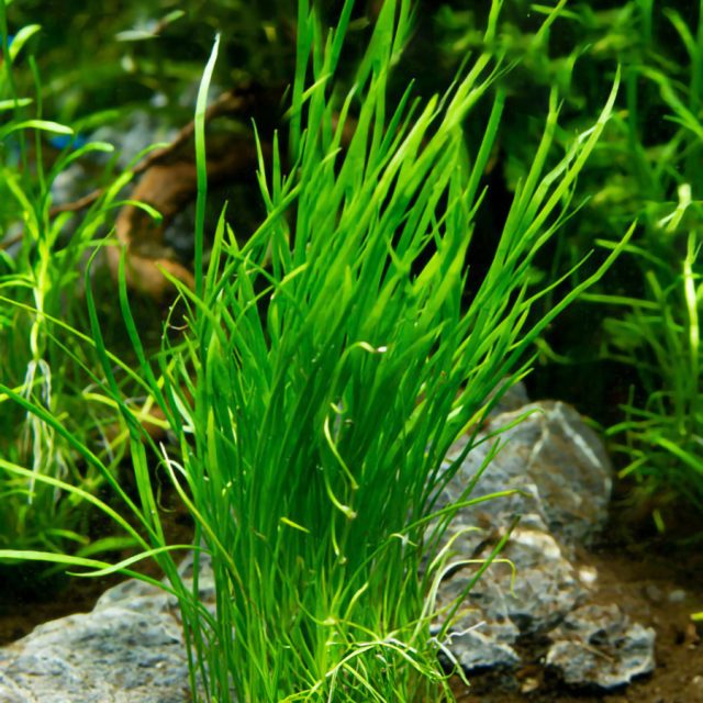 Lilaeopsis mauritiana  es necesario podar regularmente para evitar que la planta se vuelva demasiado densa y para mantener una apariencia de césped uniforme. Responde bien a la fertilización regular con macronutrientes (como nitrógeno y potasio) y micronutrientes, lo que favorece un crecimiento denso y un color verde brillante.