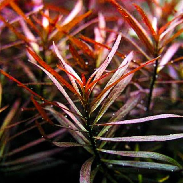 Ludwigia Arcuatas:es una planta de fácil mantenimiento. Requiere al menos una iluminación moderada, aunque una luz más intensa favorece un crecimiento más denso y compacto. No es imprescindible añadir CO2, pero hacerlo puede ayudar a que crezca con mayor fuerza y salud. El uso regular de fertilizante líquido influye directamente en el tamaño final que puede alcanzar la planta.