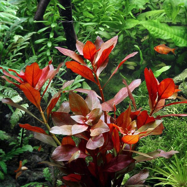 Ludwigia Repens:es una planta acuática versátil que prospera tanto parcialmente sumergida como completamente bajo el agua, lo que la hace adecuada para acuarios y márgenes de estanques. Los puntos clave de cuidado incluyen mantener condiciones de agua consistentes y asegurar iluminación adecuada. Ludwigia repens es reconocido por su adaptabilidad y resistencia, a menudo etiquetado como una especie de fácil cuidado para principiantes.