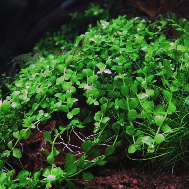 Micranthemum Montecarlo:Para mejores resultados, es recomendable agregar dióxido de carbono (CO2) suplementario y un suministro equilibrado de nutrientes como nitrógeno, fósforo y potasio, ya sea a través de fertilizantes líquidos o tabletas en el sustrato.