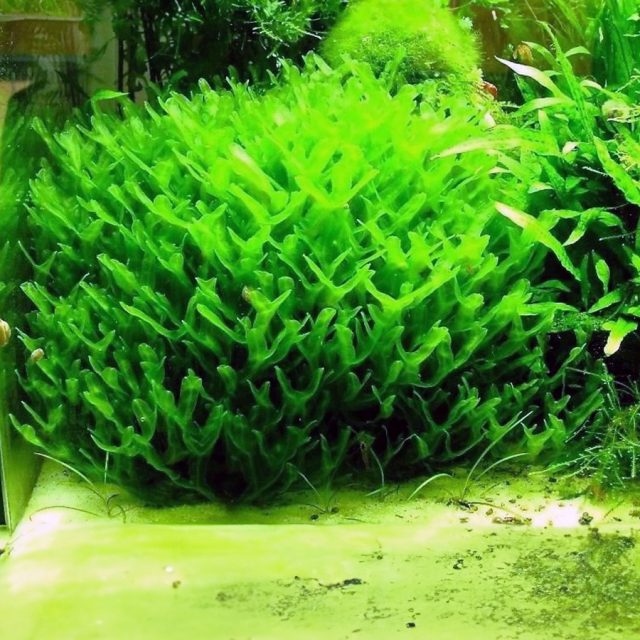 Monosolenium Tenerum:Desde baja hasta alta, con un nivel óptimo entre 0.2 y 0.3 vatios por litro. Sin embargo, se ha logrado buenos resultados con lámparas LED de 4.5W en acuarios de 30 litros.