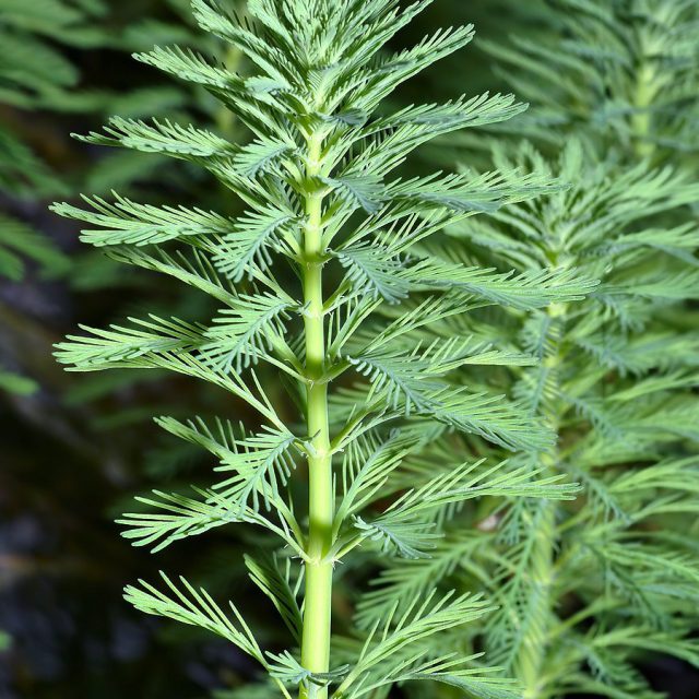 Myriophyllum Aquaticum:Es una planta de crecimiento rápido que, bajo condiciones favorables, puede formar grandes masas, lo que ha llevado a que en varios países sea considerada invasiva, ya que puede obstruir el flujo normal del agua y afectar gravemente los ecosistemas de lagos y ríos.