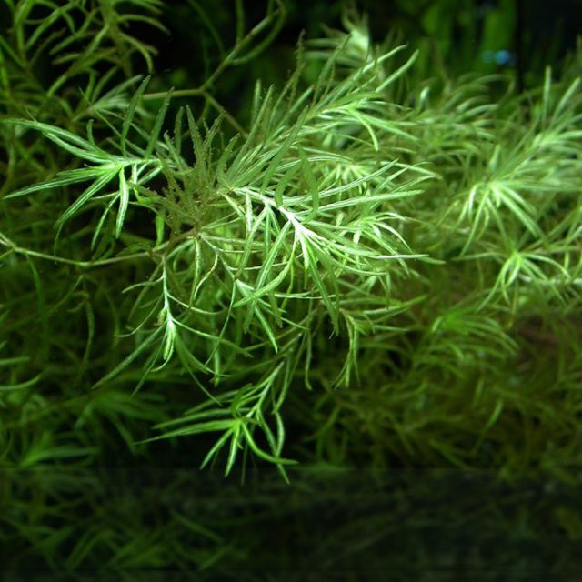 Naja Guadalupensis: Esta planta acuática es muy popular en acuarios y estanques por su apariencia de hojas en forma de aguja y su fácil mantenimiento. Sus hojas delgadas y puntiagudas crecen verticalmente desde la base, extendiéndose como ramas. 