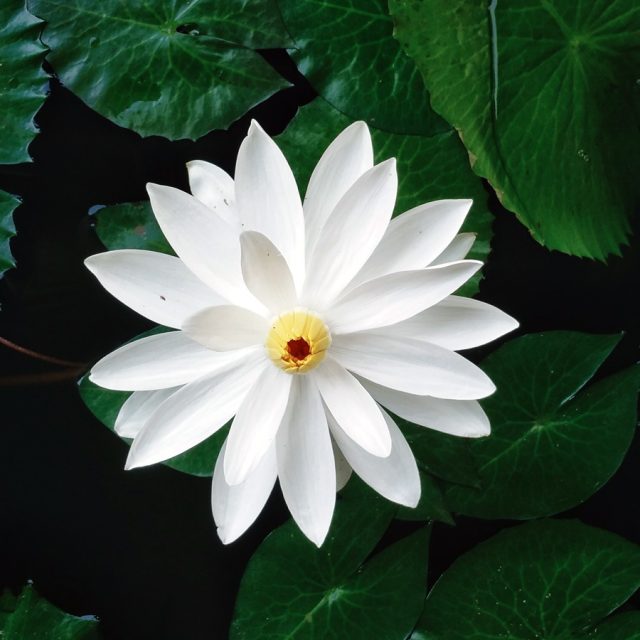 Nymphaea Lotus: Este ejemplar se presenta en estado sumergido, lo que facilita y acelera su adaptación a nuevos acuarios. No se trata del bulbo, sino de una planta hija cultivada directamente en acuario.