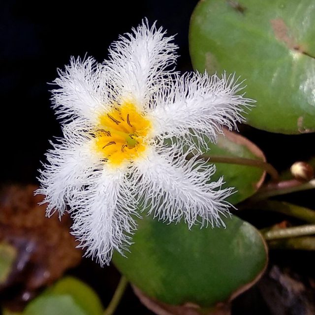 Nymphoides Indica: Es una especie altamente adaptable, adecuada tanto para climas tropicales como templados. Sus hojas redondeadas con bordes lisos son características típicas, y es una planta diurna que abre sus flores al amanecer y las cierra antes del anochecer.