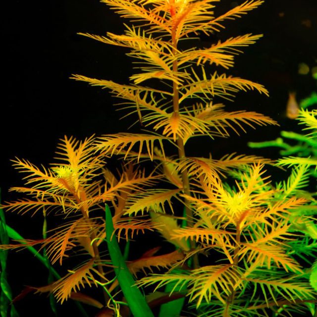 Proserpinaca Palustris: Necesita una alta intensidad lumínica, a partir de 1 W/litro, para desarrollar su color rojizo.