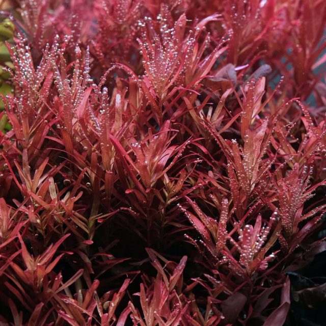 Rotala Rotundifolia:Lo positivo de esta planta es que su color contrasta muy bien con otras especies vegetales en el acuario, creando un efecto visual atractivo.