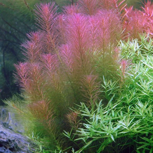 La Rotala Wallichii debe podarse con regularidad para evitar que se vuelva demasiado densa. Cuando la parte superior de la planta crezca unos 5 cm, se debe recortar para mantener su forma adecuada.