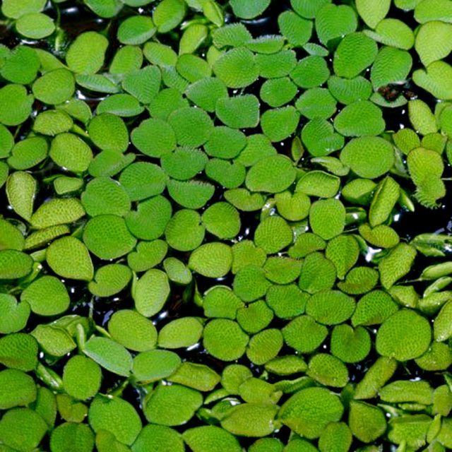 Salvinia Auriculata Ofrece refugio para huevos, crías de peces, e invertebrados. Es ideal para acuarios con peces disco, que se benefician de la sombra proporcionada por plantas flotantes como la Salvinia. También es útil como alimento para tortugas acuáticas.
