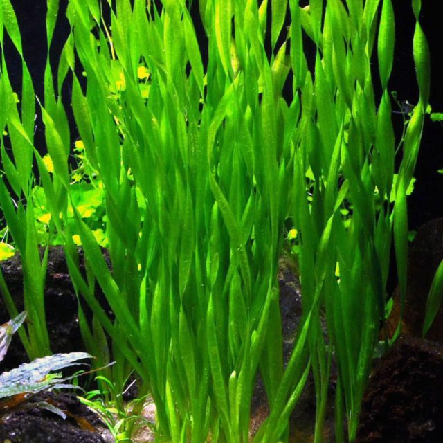 Vallisneria Americana: No es necesaria la adición de CO2, aunque se recomienda incluirlo para potenciar los colores de las plantas.