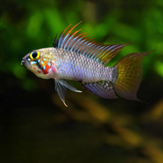 Apistogramma sp. D39: Es un pez pacífico, pero con comportamiento territorial, especialmente en machos adultos o durante la reproducción. Su interacción depende del diseño del acuario y de la presencia de escondites suficientes.