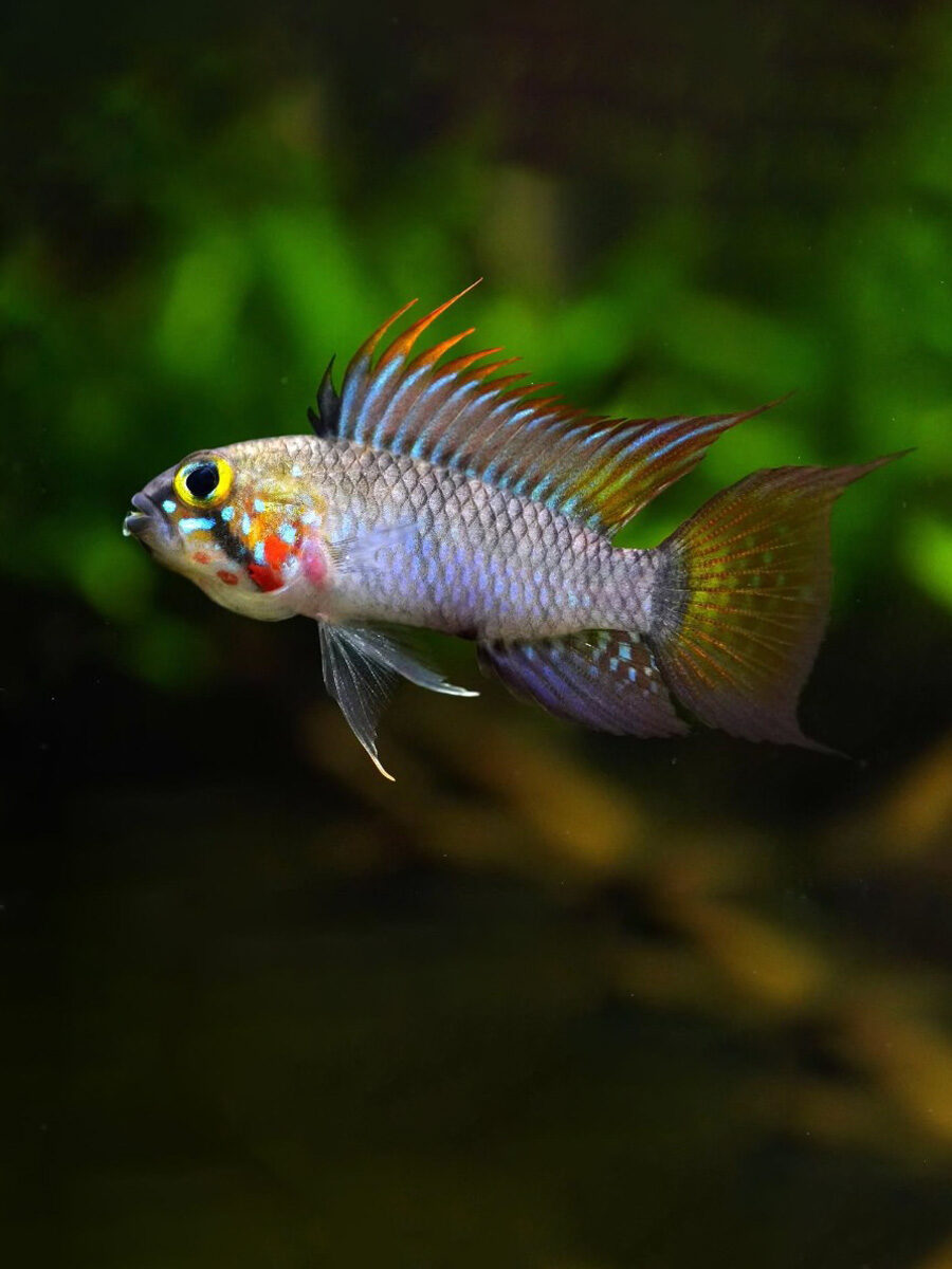 Apistogramma sp. D39: Es un pez pacífico, pero con comportamiento territorial, especialmente en machos adultos o durante la reproducción. Su interacción depende del diseño del acuario y de la presencia de escondites suficientes.