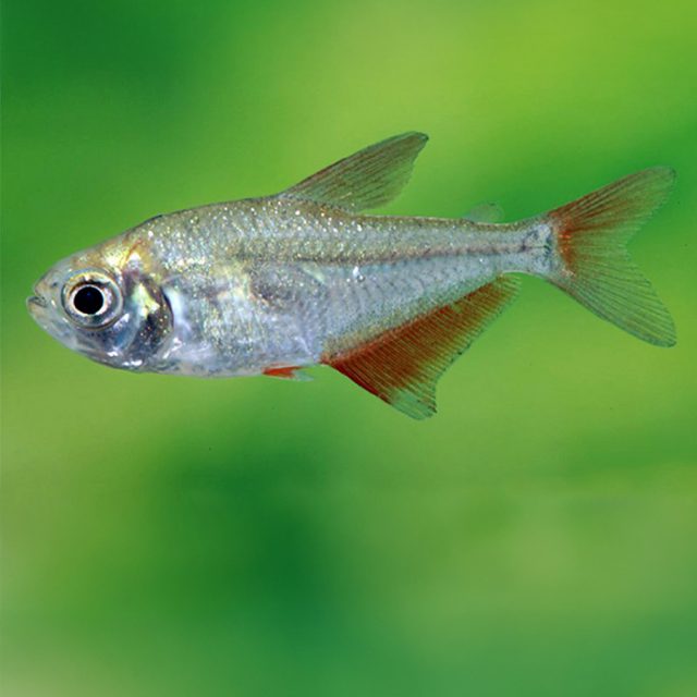 El Gymnocorymbus bondi presenta un cuerpo comprimido lateralmente y de forma ovalada, con una apariencia elegante y estilizada.