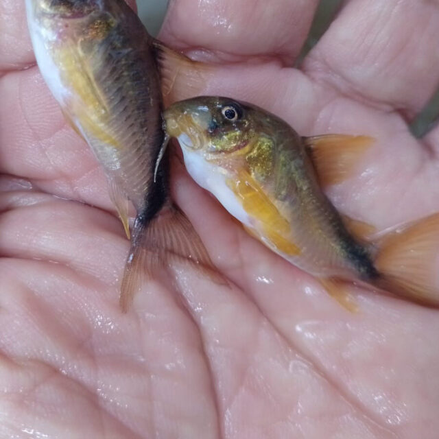 Corydora davidsandsi presenta un tono naranja visible en la zona branquial y no muestra marcas adicionales en los flancos, lo que facilita distinguirla