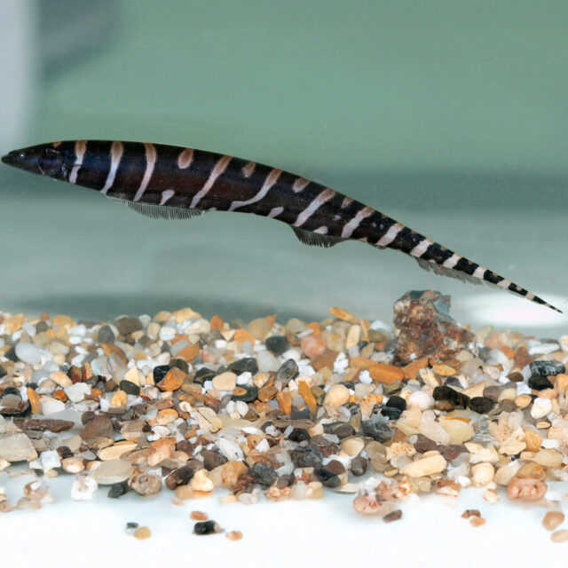 El Gymnotus javari destaca por su patrón de bandas irregulares en tonos oscuros y claros, así como por su comportamiento sigiloso y crepuscular. Requiere acuarios amplios con abundantes escondites, troncos y hojas secas, así como una iluminación tenue que imite su entorno natural.