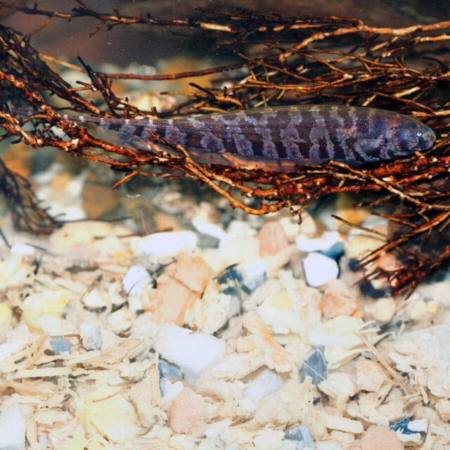 Hypopygus lepturus es un pez principalmente nocturno