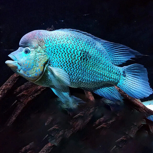 Kronoheros umbriferus puede alcanzar longitudes de hasta 50 a 80 cm, siendo uno de los cíclidos neotropicales de mayor tamaño. En cautiverio el crecimiento puede variar según las condiciones de acuario y alimentación