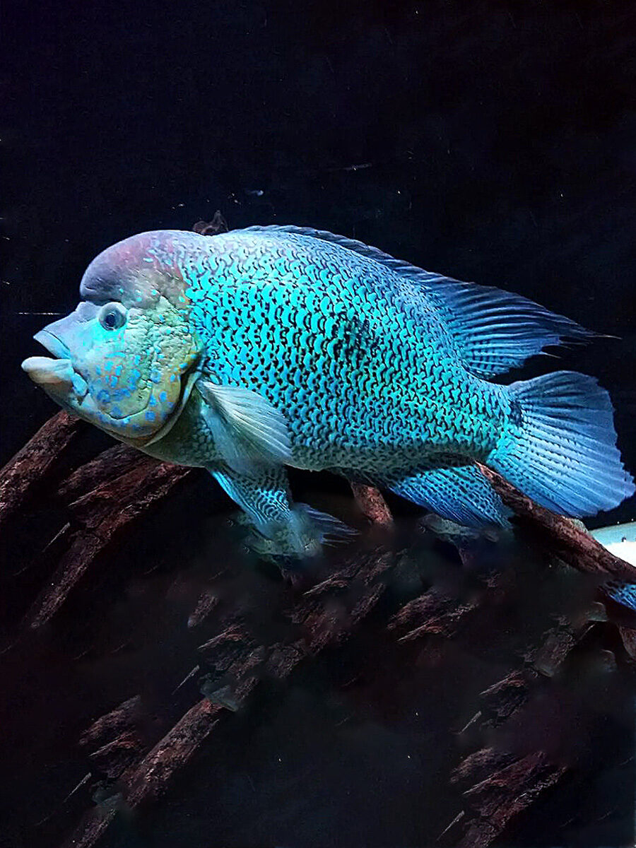 Kronoheros umbriferus puede alcanzar longitudes de hasta 50 a 80 cm, siendo uno de los cíclidos neotropicales de mayor tamaño. En cautiverio el crecimiento puede variar según las condiciones de acuario y alimentación